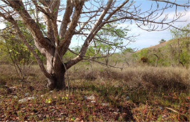 Beachfront Land with Dual Access – Labuan Bajo